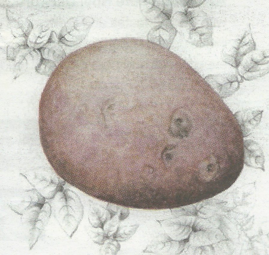 Detail from the cover of THE ADELAIDE REVIEW Issue 389 July 2012 which is an edited version of Shirley Slocock's VeggieFest on show at the Waterhouse Natural History Art Prize