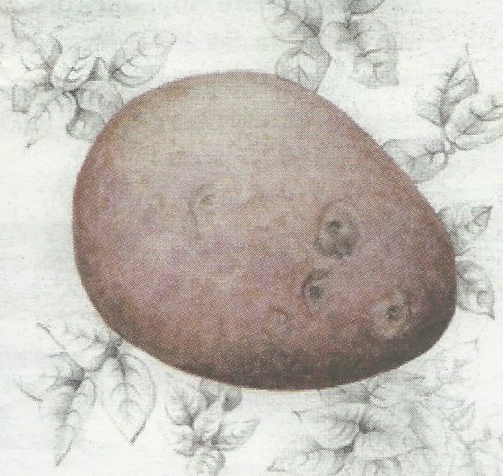 Detail from the cover of THE ADELAIDE REVIEW Issue 389 July 2012 which is an edited version of Shirley Slocock's VeggieFest on show at the Waterhouse Natural History Art Prize