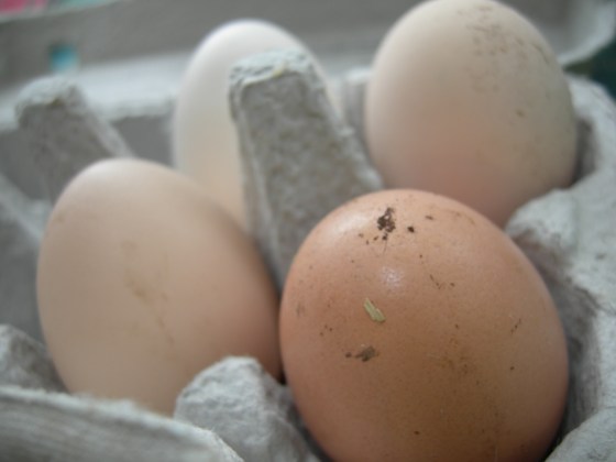 Fresh free range eggs